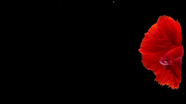 slow motion of Siamese fighting fish (Betta splendens), well known name is Plakat Thai, Betta is a species in the gourami family, which is a popular fish in the aquarium trade