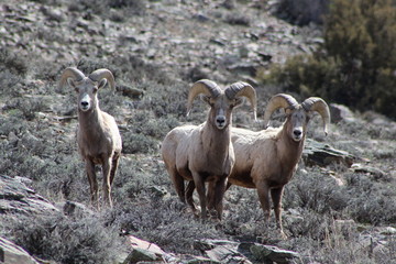 Fototapeta premium Rocky Mountain Bighorn Sheep