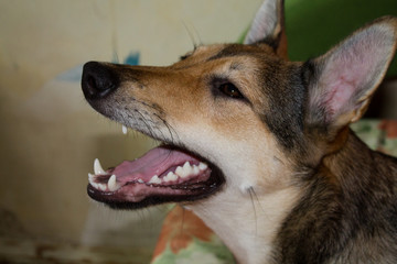 Obraz premium The dog shows the gum of a carve.