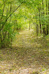 Obraz premium Trees with branches bend look like a tree tunnel and front cement corridor.The tropical forests are green leaves.Beautiful nature wallpapers.The atmosphere looks awesome.