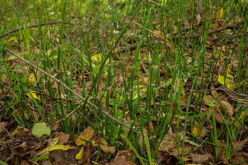 Green Grass on the ground with yellow leaves. Autumn background