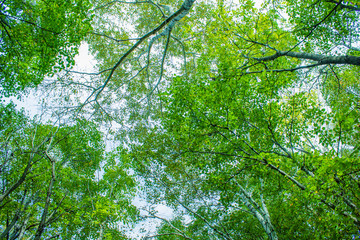 The tops of trees with green foliage against a blue sky. Sunny summer day. View from below.