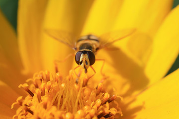 Syrphidae on flower in the wild