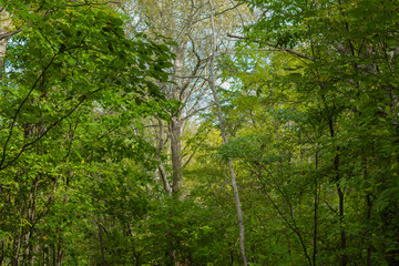 Deciduous trees in a dense forest. Summer sunny day.
