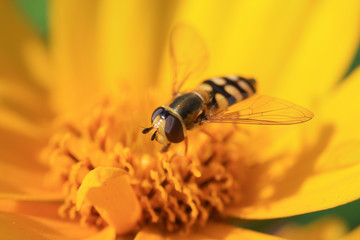 Syrphidae on flower in the wild