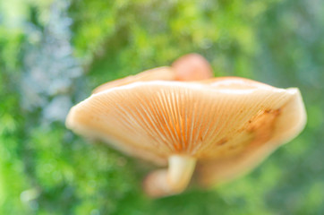 Blurred for background.Orange Wild mushrooms on a green background.
