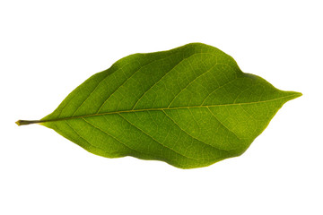Fototapeta na wymiar Green leaf pattern Against the white background