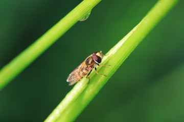 Syrphidae on flower in the wild