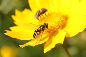 Syrphidae on flower in the wild