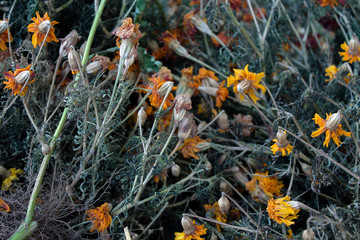 Marigolds in the flowerbed are dried.