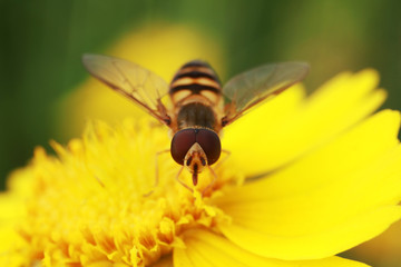 Syrphidae on flower in the wild