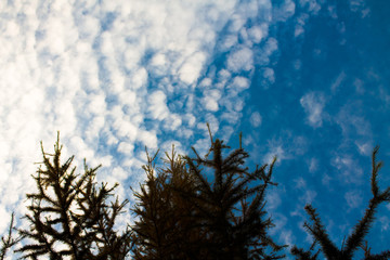 Winter blue sky with white feathery clouds between empty tree branches