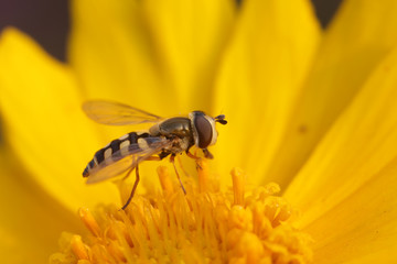 Syrphidae on flower in the wild
