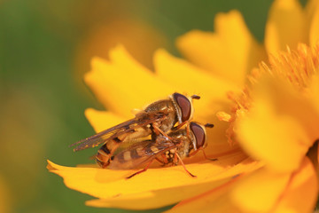Syrphidae on plant