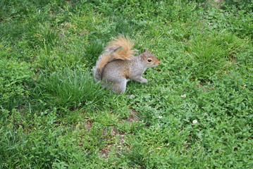 squirrel with a fluffy tail among green grass