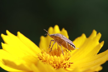 Dolycoris baccarum