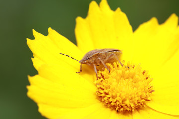 Dolycoris baccarum