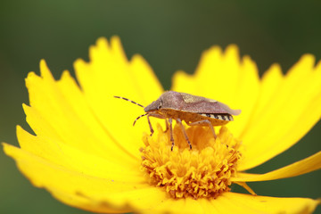 Dolycoris baccarum