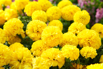 Fresh Marigold yellow flower (Tagetes erecta, Mexican, Aztec or African marigold) in the garden