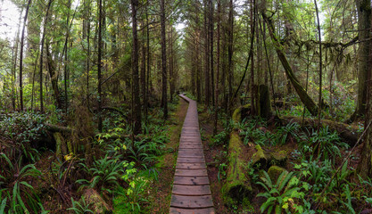 Wooden path in a wild forest during a wet and rainy day. Taken in Rainforest Trail, near Tofino and Ucluelet, Vancouver Island, BC, Canada.