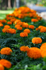 Fresh Marigold orange flower (Tagetes erecta, Mexican, Aztec or African marigold) in the garden