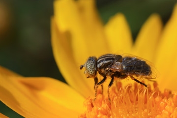 Syrphidae on plant in the wild