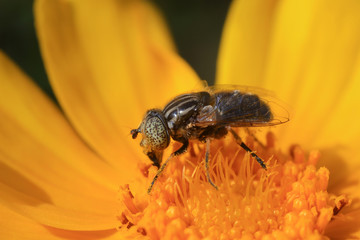 Syrphidae on plant in the wild