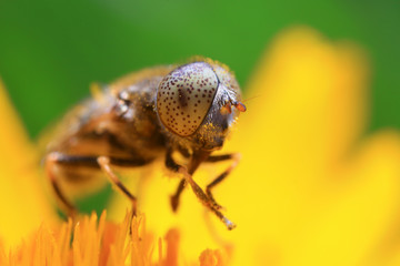 Syrphidae on plant in the wild