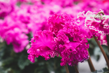 Pink Cyclamen with Fringe Petal Flowers