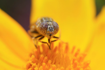 Syrphidae on plant in the wild