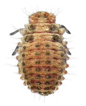 Ladybug (ladybird), Rodolia cardinalis (Coleoptera: Coccinellidae), Vedalia Beetle (larva). Isolated on a white background 