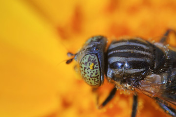 Syrphidae on plant in the wild