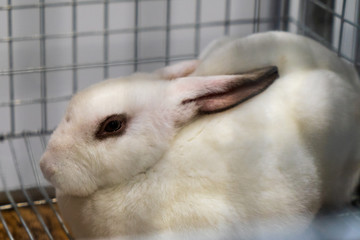 Rabbit in the cage. Rabbit farm.