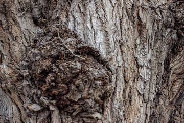 Deeply cracked bark of an old poplar of gray shades. The surface of the poplar bark with growths...