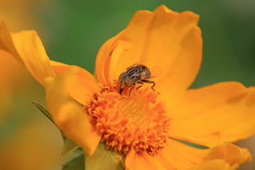 Syrphidae on plant in the wild