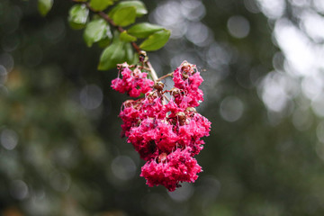 Crape Myrtle in the Rain