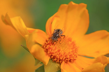Syrphidae on plant in the wild