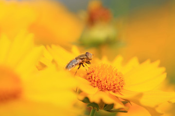 Syrphidae on plant in the wild