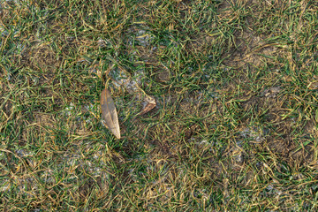 green shallow grass. natural background