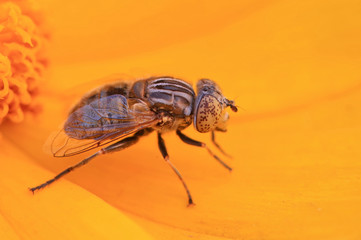 Syrphidae on plant in the wild