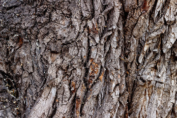 Deeply cracked bark of an old poplar of gray shades. The surface of the tree bark with cracks creates an unusual wooden background. Close-up, macro