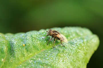 Syrphidae on plant in the wild