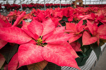 Potted Poinsettia Plants at Christmas Market