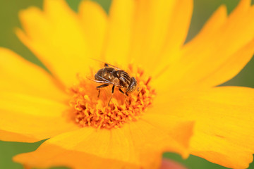 Syrphidae on plant in the wild