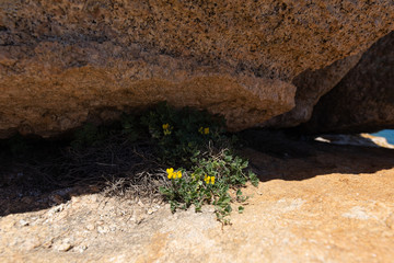 Santa Teresa Gallura Felsen - Sardinien