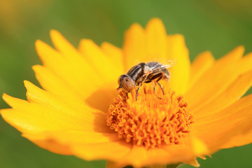 Syrphidae on plant in the wild