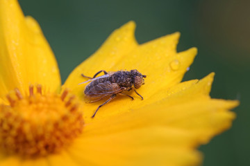 Syrphidae on plant in the wild