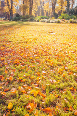Fitzroy gardens at autumn seasons