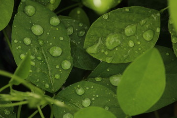 Close up shot of water drops on the single or lot of green leafs on the garden, rain drops on the single or lot of green leafs in the garden