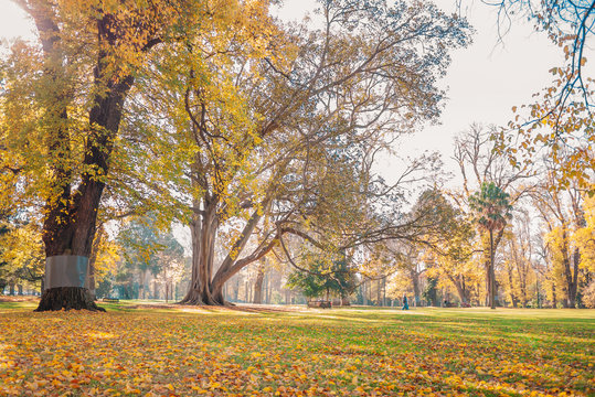 Fitzroy Gardens At Autumn Seasons